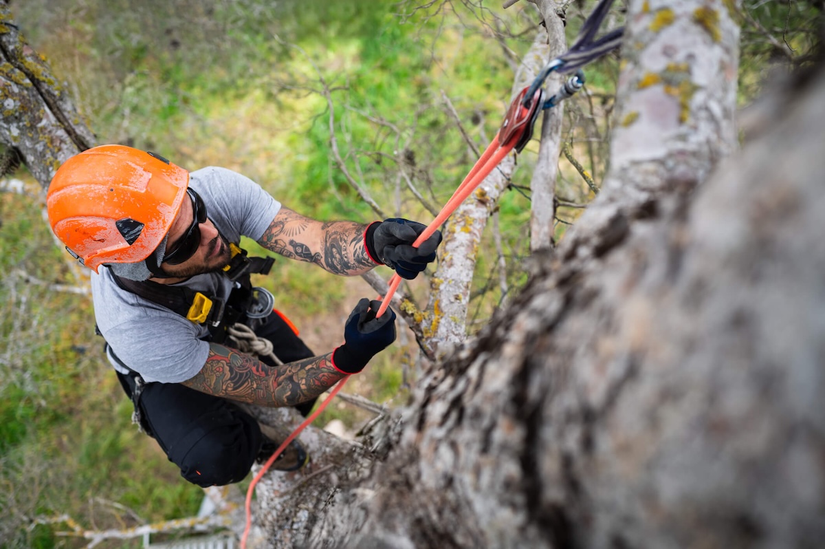 Arborist Digital Marketing